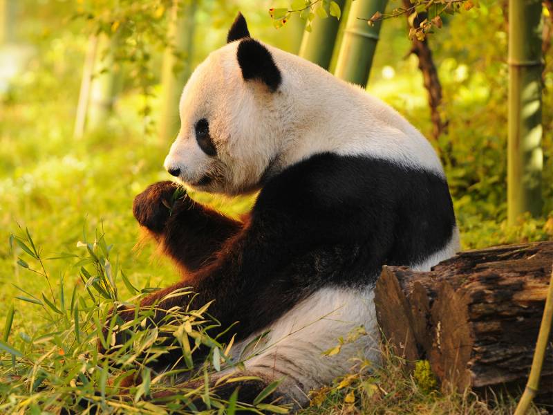 Giant Panda №2