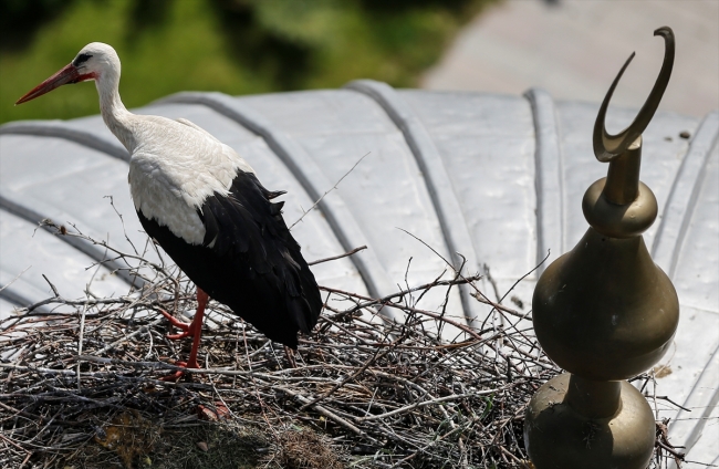 Stork Nest at Krakonos Brewery