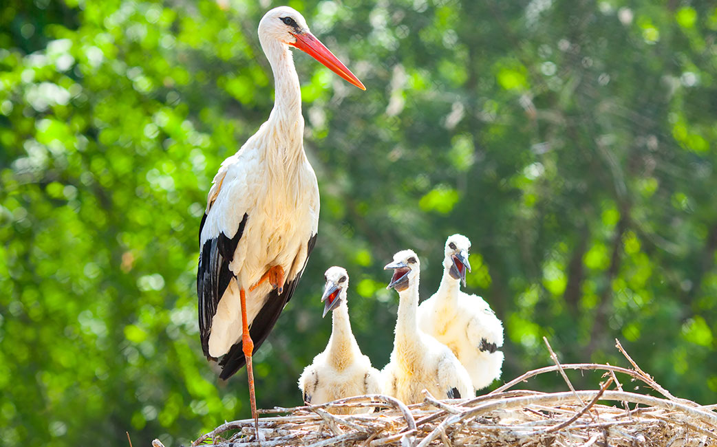 Leine Stork Nest