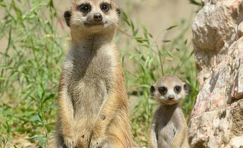 Budapest Zoo Elephants