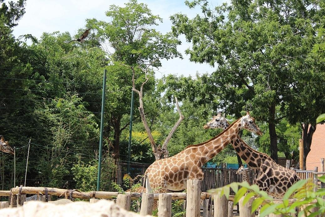 Budapest Zoo Savanna
