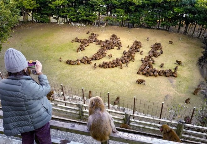 Awaji Maymun Merkezi