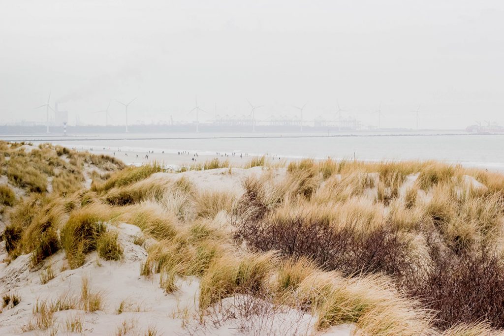 Hoek van Holland Plajı