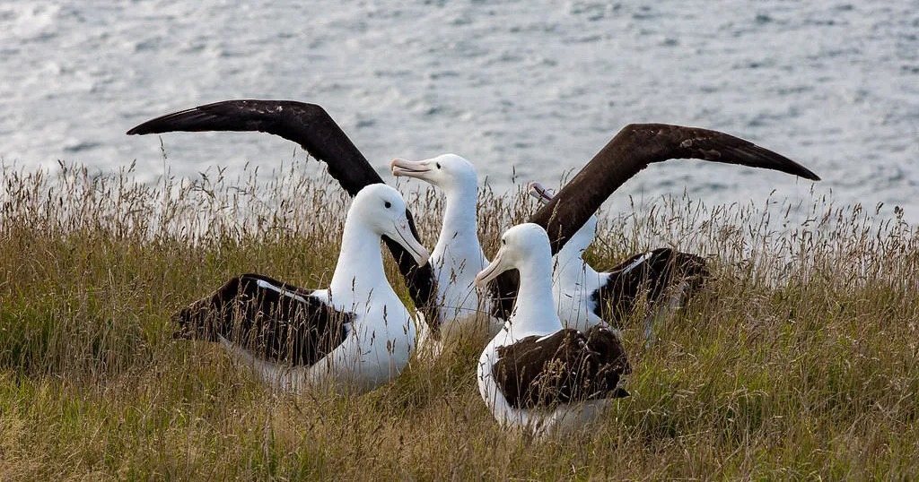 Kraliyet Albatros Kolonisi