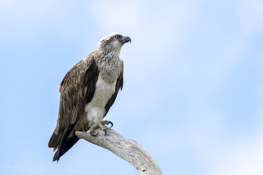 Osprey Nest in Port Lincoln