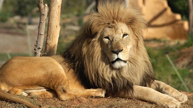 Lion Werribee Zoo